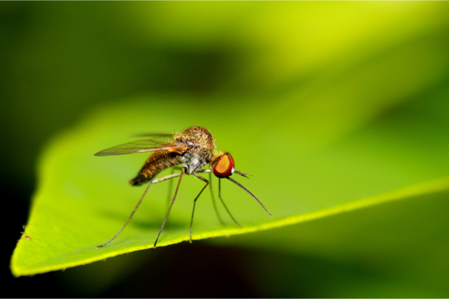 How To Keep Mosquitoes Away From Your Patio &  Yard