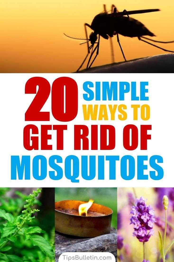How to keep mosquitoes away with 20 easy ways. Includes ...