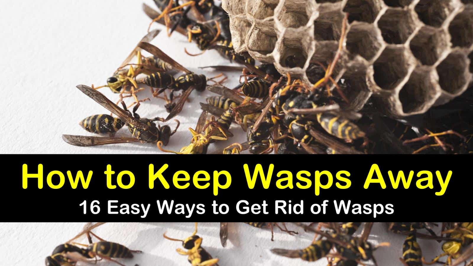 How to Keep Wasps Away
