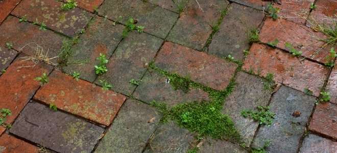 How To Kill Moss Growing Between Patio Stones ...
