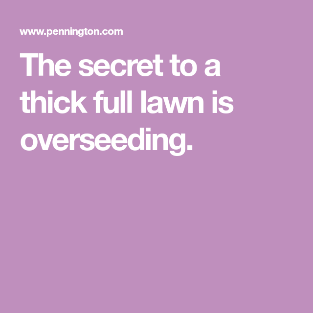 How to Overseed or Reseed Your Lawn
