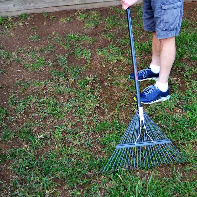 How To Properly Overseed Your Lawn