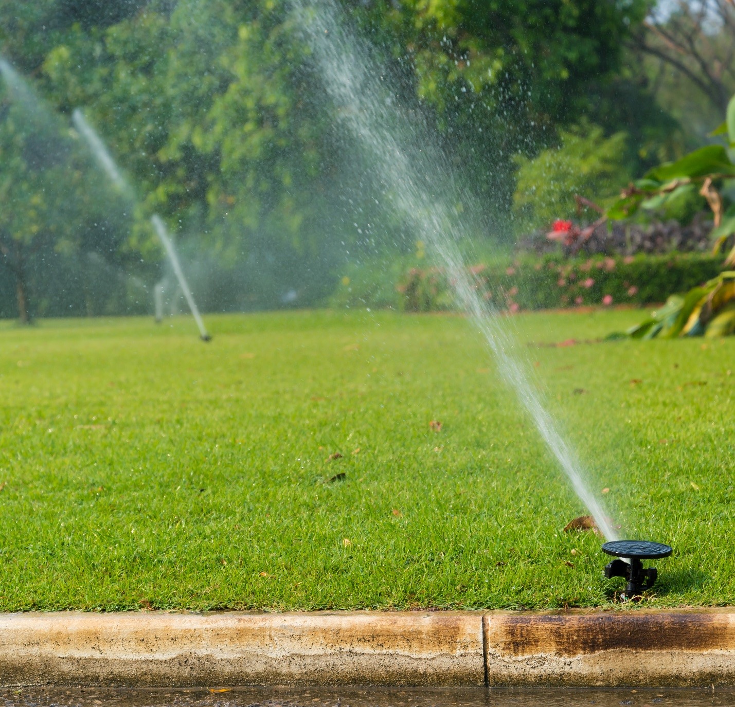 Keep Watering! Tips for watering after Aeration and Seeding