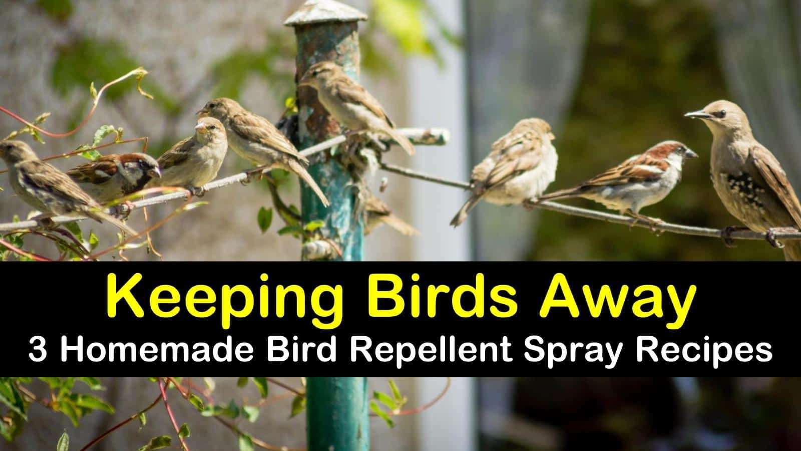 Keeping Birds Away