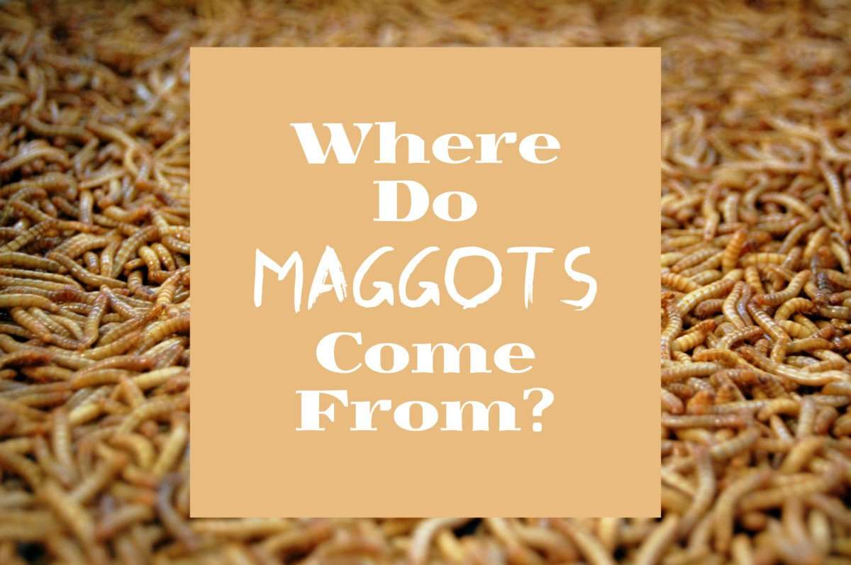 Maggot Facts: Where They Come From and How to Get Rid of ...