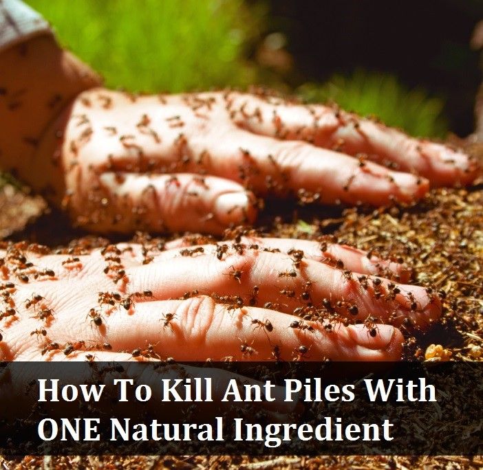 Natural Ways to Kill Ants and Pests