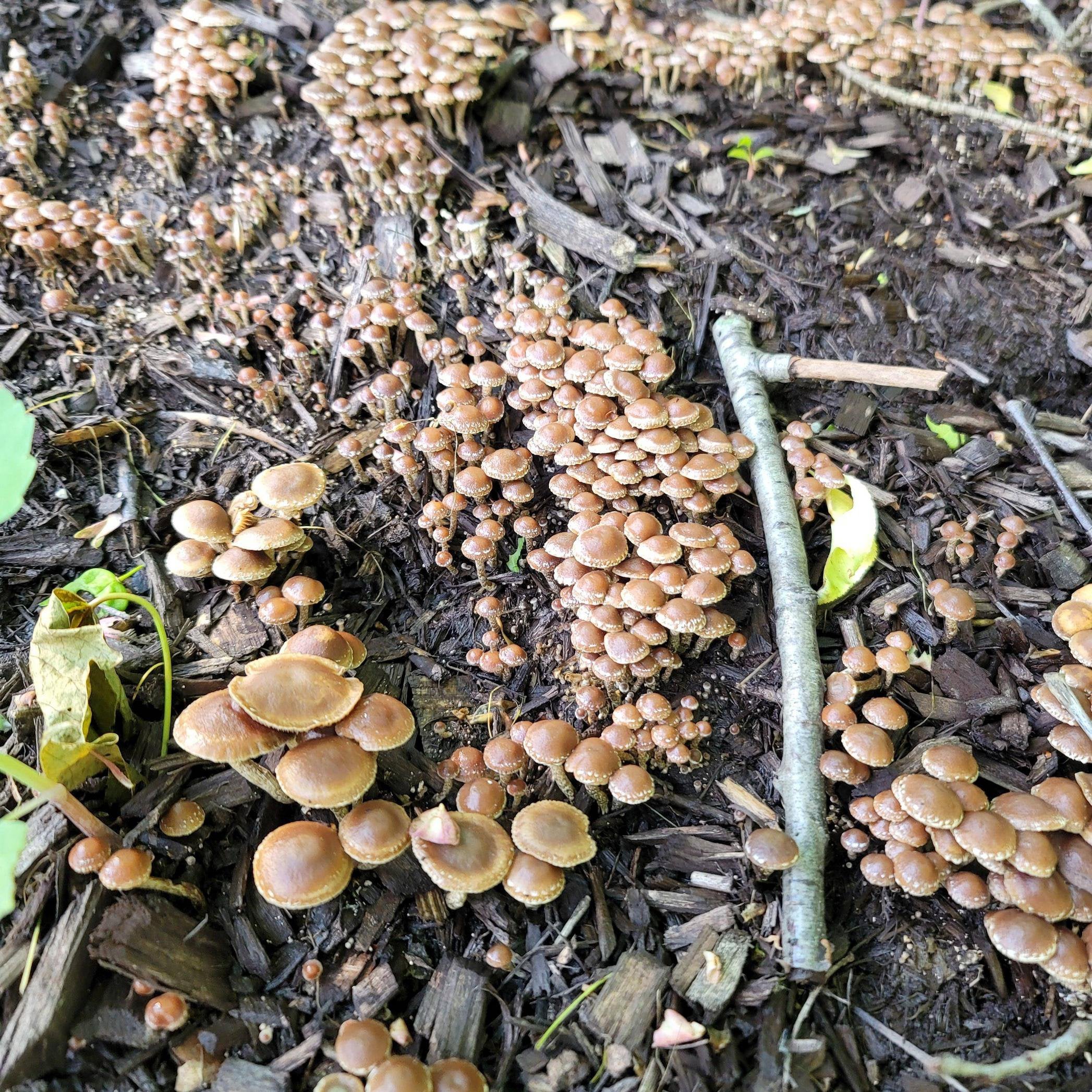 New to PA. Thousands of these mushrooms appeared on my lawn. Are these ...