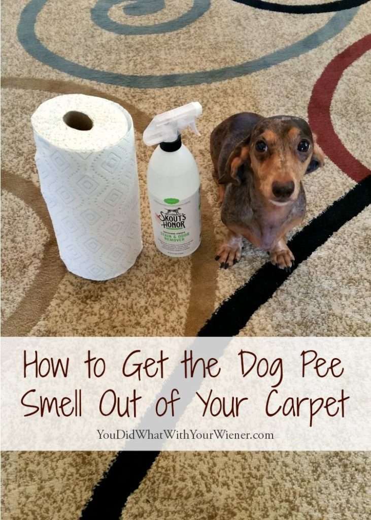 Recipe for cleaning dog urine from carpet, bi