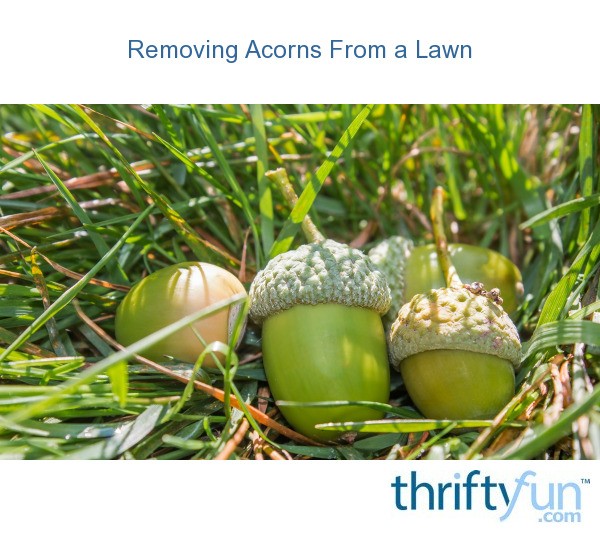 Removing Acorns from a Lawn