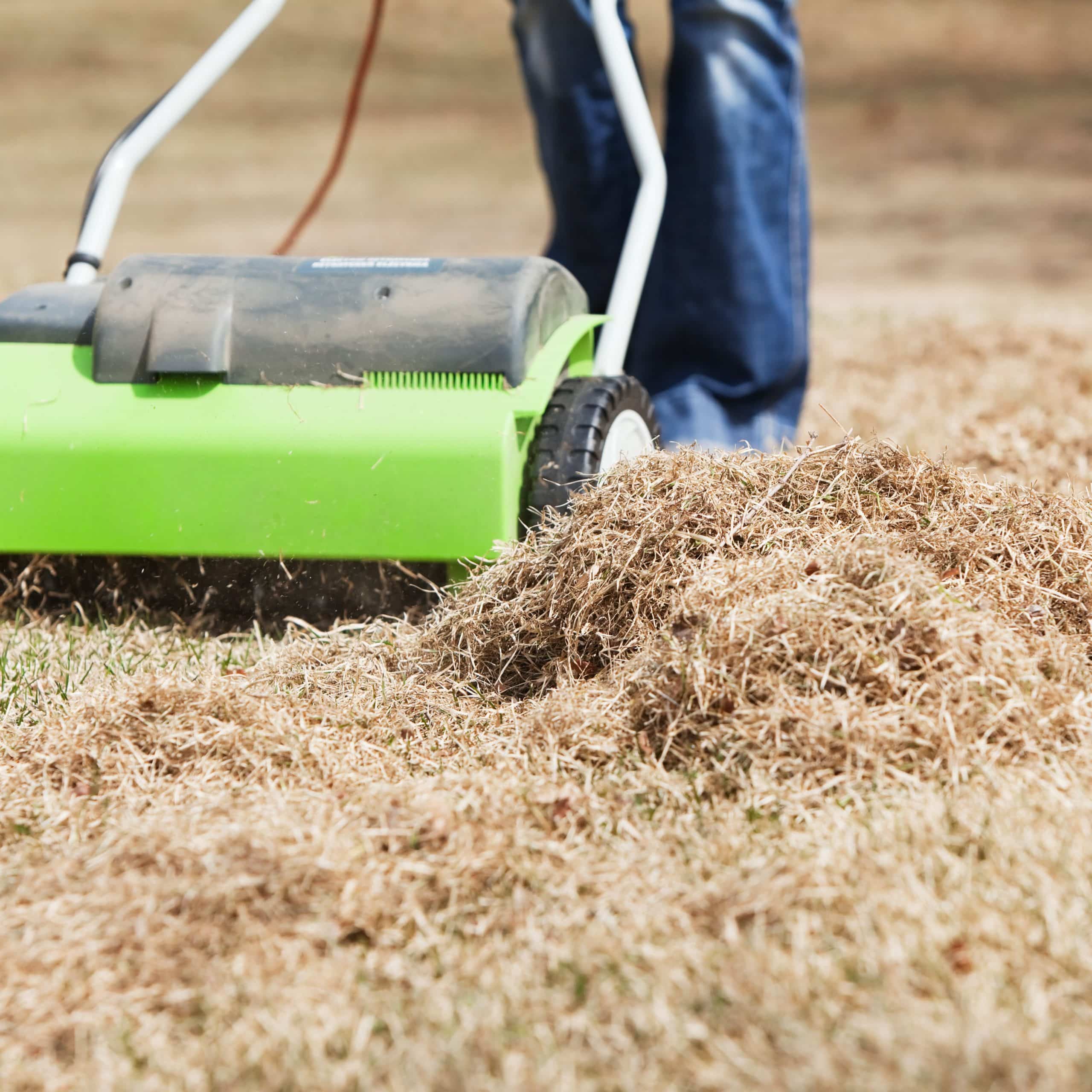 Should Lawns Be Dethatched : When Is The Best Time To Dethatch My Lawn ...