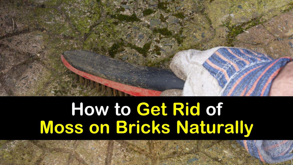 Smart Ways to Get Rid of Moss on Bricks Naturally in 2020 ...