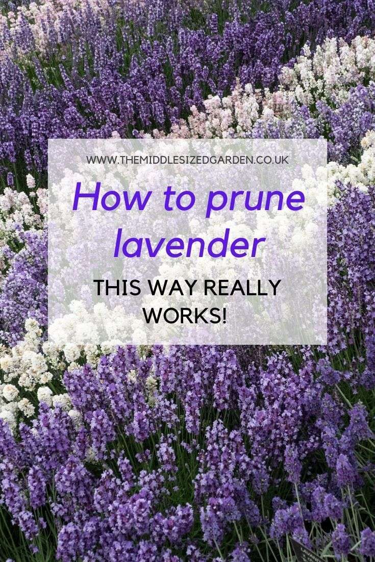 The absolutely best way to prune English lavender ...