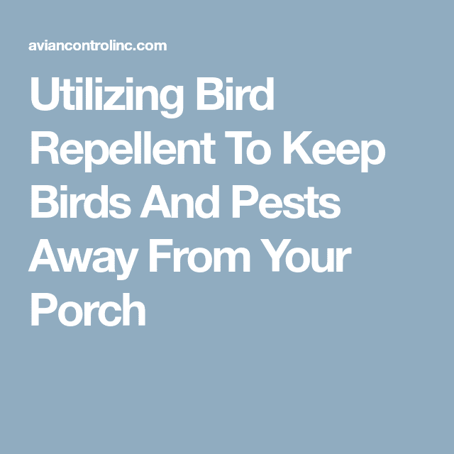 Utilizing Bird Repellent To Keep Birds And Pests Away From Your Porch ...