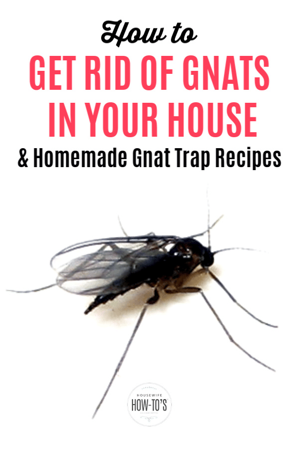 Ways to keep gnats and other small flying insects out of your house ...