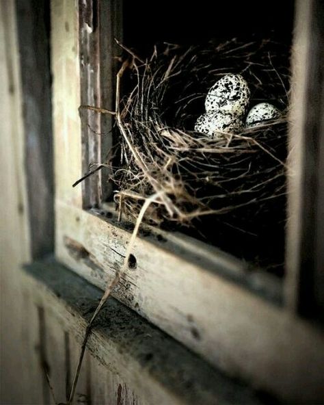 we have birds who nest on top of our porch columns too....you gotta ...