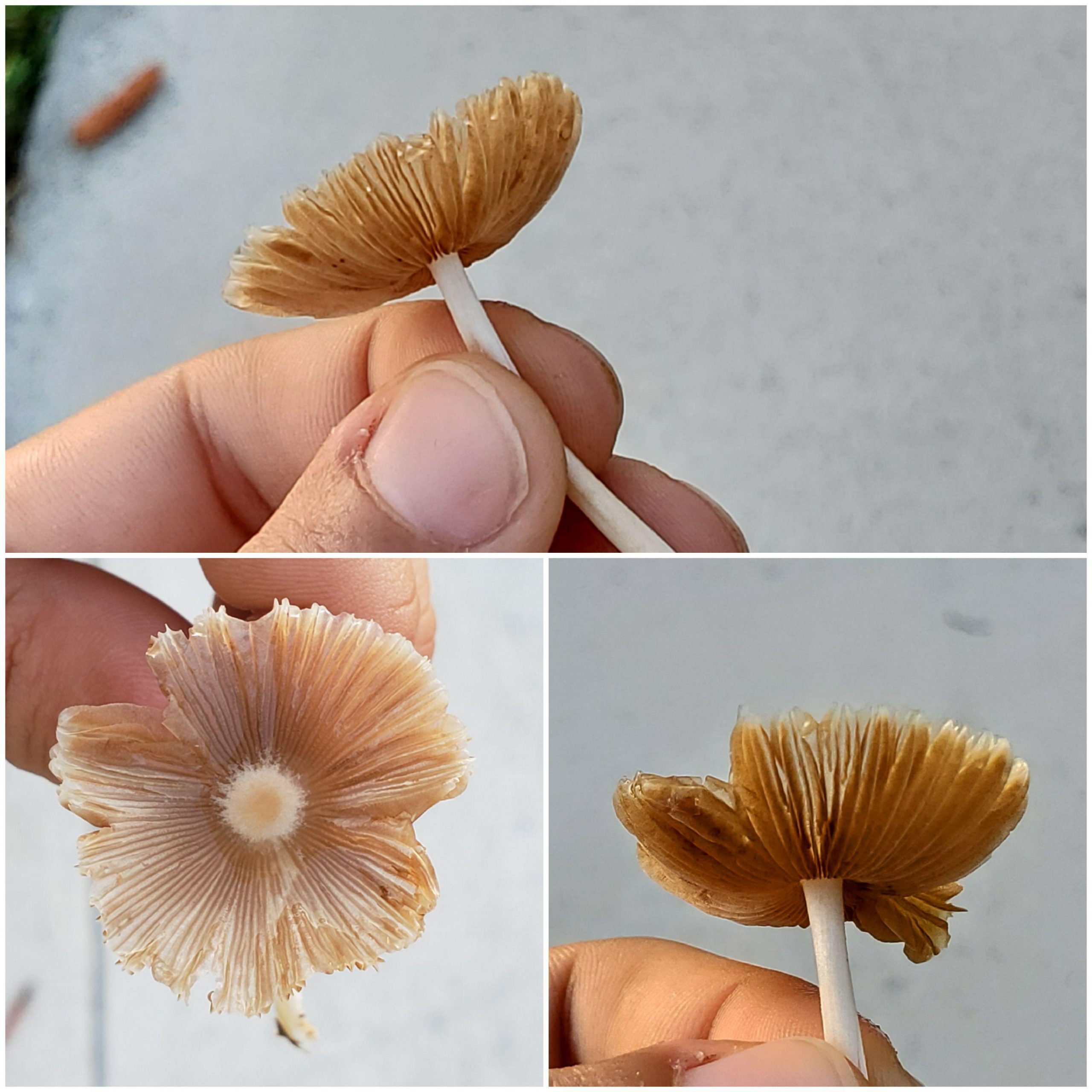 What mushroom is this? West Palm Beach, FL, growing in my front lawn ...