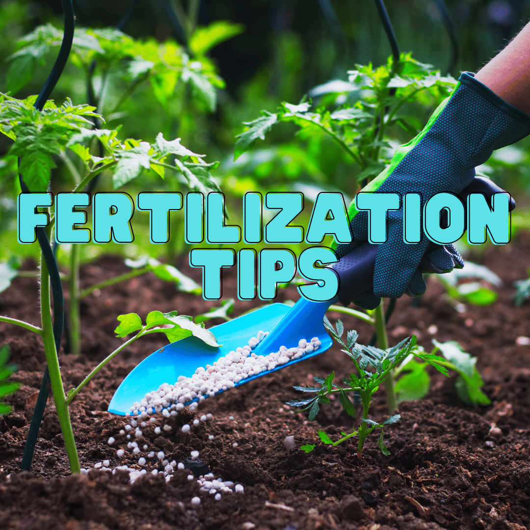 When Can You Fertilize Your Lawn